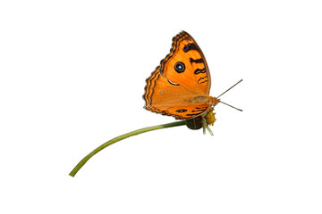 Butterfly with brown wings and black spots on grass flower isolated on white background