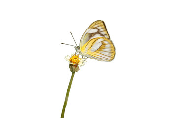 Butterfly with yellow and white wings with brown stripes on grass flower isolated on white background