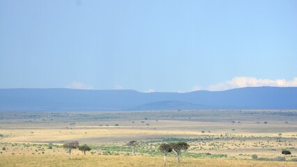 Serengeti's vast plains