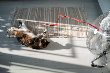 Summer heat and pet at home. Playful cat lying on the floor, escapes from heat with help of electric fan, playing with red ribbon on wind, top view. Stuffiness in apartment without air conditioning. 