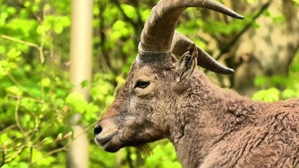 A majestic mountain goat proudly showcasing its impressive, long horns amidst vibrant and lush greenery all around