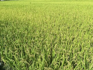 Ready to harvest paddy