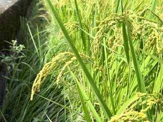 Ready to harvest paddy