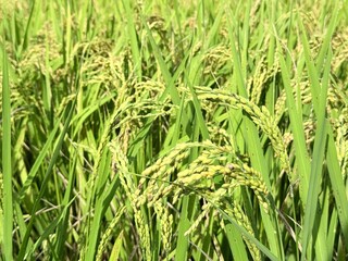 Ready to harvest paddy