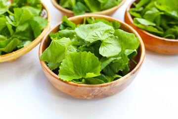 Gotu kola, fresh green leaves