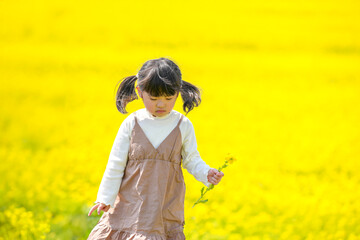 A 3-year-old Japanese girl with twin-tails walking through a blooming field of rapeseed flowers in...