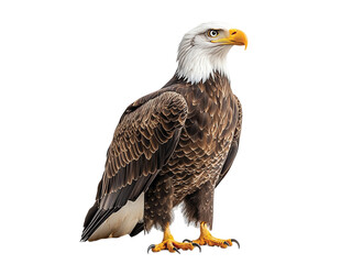 Fototapeta premium a bald eagle isolated on transparent background png