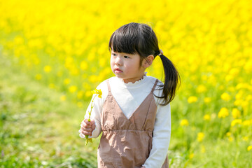 A 3-year-old Japanese girl with twin-tails walking through a blooming field of rapeseed flowers in...