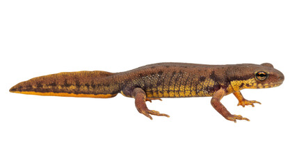 Obraz premium Closeup of a Fire Salamander.