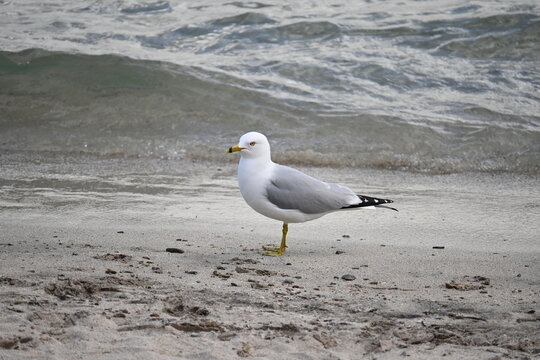 seagull on the beach