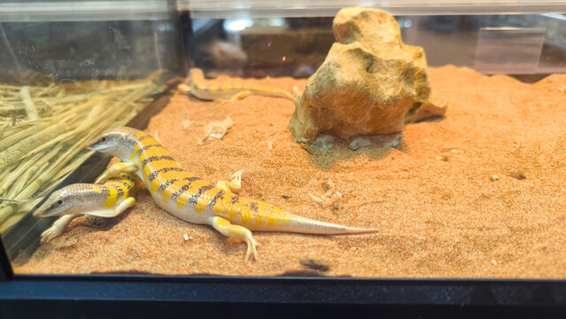 Close-up of sandfish lizard (Scincus scincus) attempting to hide under sand on wood surface