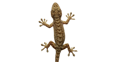 Closeup of a Small Brown Gecko on White Background.