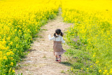 A 3-year-old Japanese girl with twin-tails runs joyfully through a fully blooming field of rapeseed...