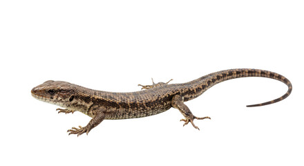 Fototapeta premium Common Lizard Isolated on White Background.