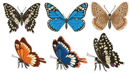 Colorful Butterfly Collection in Detailed Vector Illustration