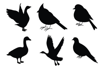 Flying bird silhouette set in various poses. Silhouette of flying birds on white background. Vector graphics,  detailed bird shapes, minimalist design, nature clipart. Vector illustration. 