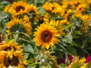 Fototapeta premium Close-up photo of blooming sunflowers in early summer