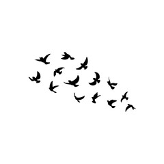 birds in flight__flying birds isolated in white