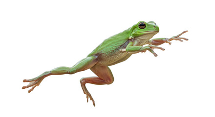 Daring Green Tree Frog in MidLeap.