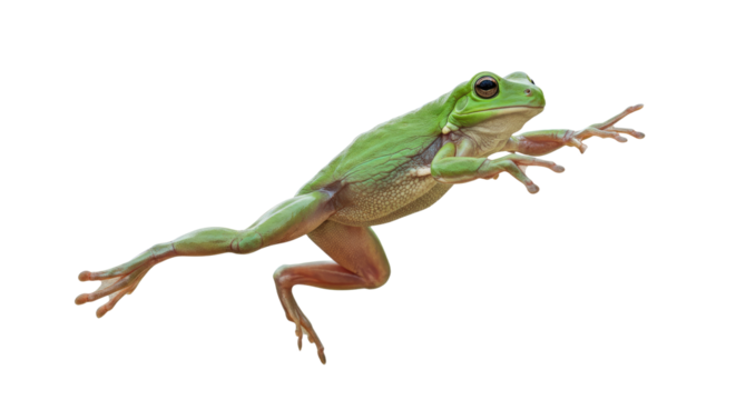 Daring Green Tree Frog in MidLeap.