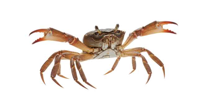Detailed Closeup of a Crab.