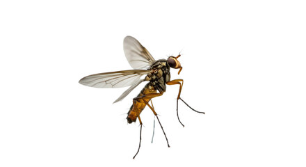 Detailed Closeup of a Hover Fly in Flight.