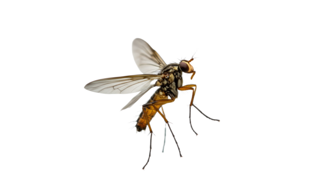 Detailed Closeup of a Hover Fly in Flight.
