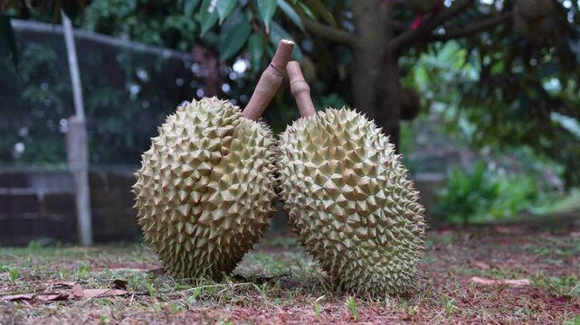 Durian thorns, a seasonal fruit grown in volcanic soil in Thailand