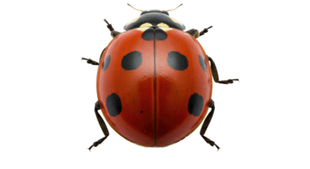 Detailed Closeup of a Ladybug.