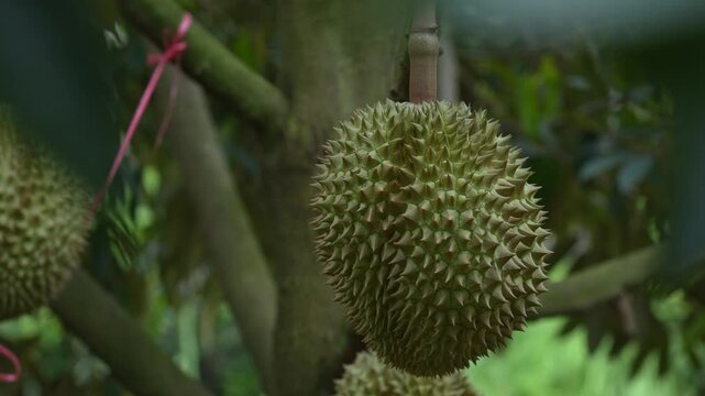 Durian thorns, a seasonal fruit grown in volcanic soil in Thailand