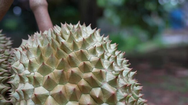 Durian thorns, a seasonal fruit grown in volcanic soil in Thailand