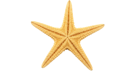 Detailed Closeup of a Single Starfish.