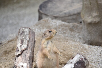 警戒するプレーリードッグ