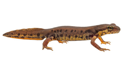 Detailed Side View of Newt.