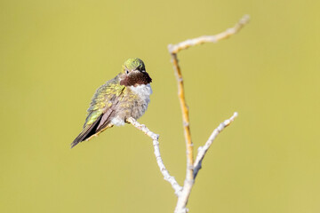 A wild broad-tailed hummingbird at a park in the Rocky Mountains of Colorado.