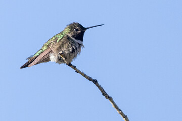 A wild broad-tailed hummingbird at a park in the Rocky Mountains of Colorado.