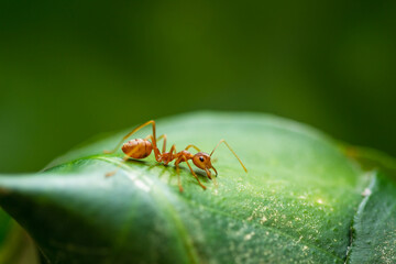 ant on green leaf