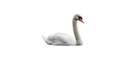 Obraz premium Elegant White Swan Isolated on White Background.