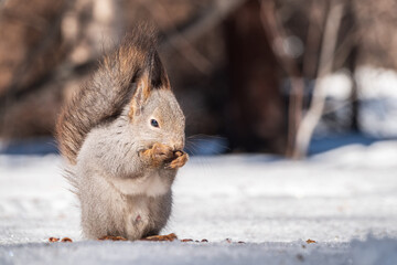 The squirrel in winter sits on white snow.