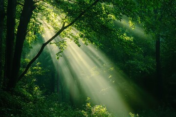 Obraz premium Warm forest atmosphere with glowing sunbeams and vibrant green colors, summer magic