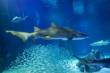 Fototapeta premium A shark doesn’t wander aimlessly; it glides toward its destiny, Georgia Aquarium, Atlanta, Georgia, United States of America