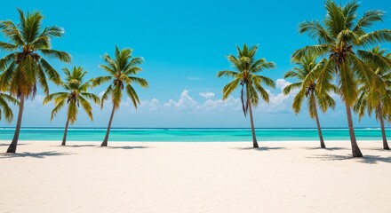 palm tree on the beach background