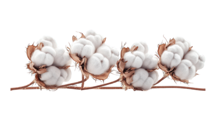 Four cotton bolls, fluffy, on brown stem