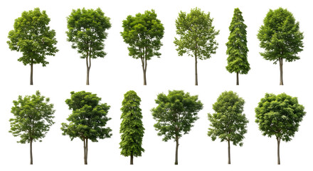Collection of diverse deciduous and coniferous trees with lush green foliage isolated on transparent background