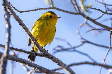 A wild Wilson's Warbler perched in a tree in a park in the Rocky Mountains of Colorado.