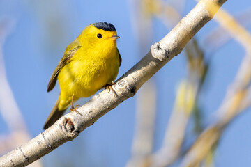 A wild Wilson's Warbler perched in a tree in a park in the Rocky Mountains of Colorado.