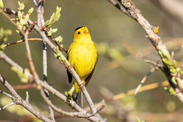 A wild Wilson's Warbler perched in a tree in a park in the Rocky Mountains of Colorado.