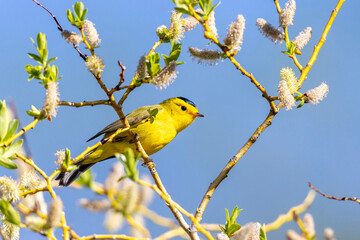 A wild Wilson's Warbler perched in a tree in a park in the Rocky Mountains of Colorado.