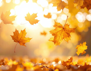 Obraz premium Golden maple leaves falling in soft autumn sunlight with warm glowing background