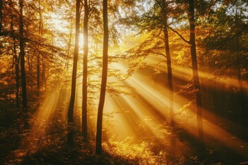 Tranquil autumn forest scene, warm sunbeams streaming through dense branches